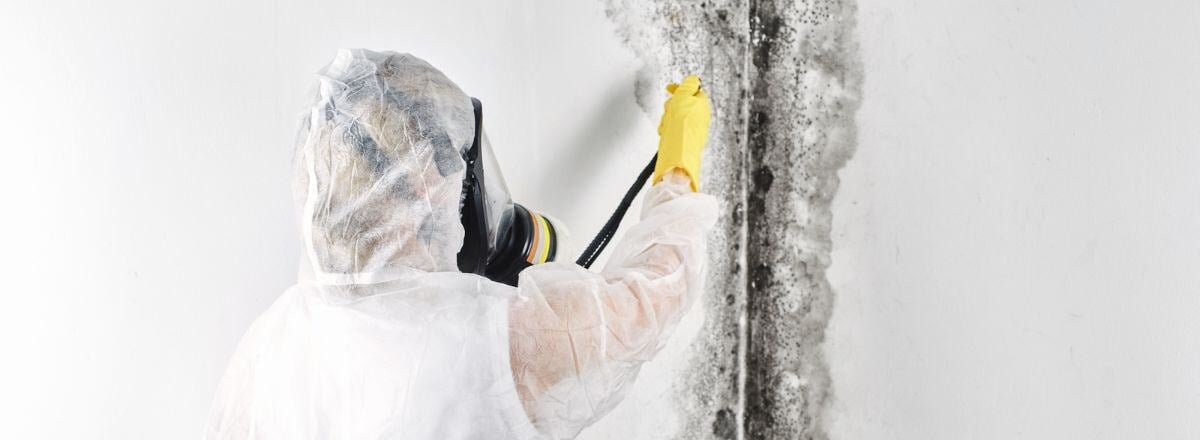 mould-remediation-service-visa